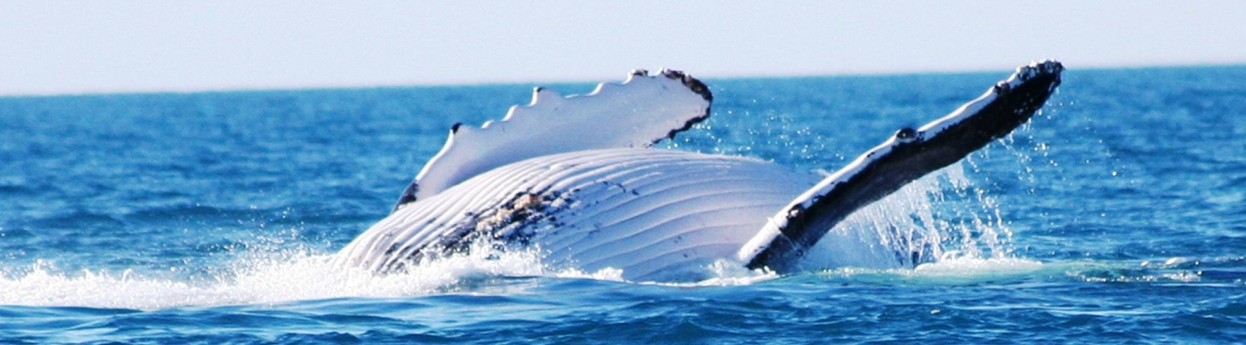 Broome Whale Watching