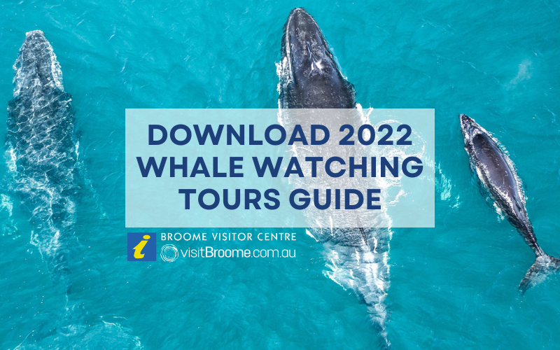 Whale Watching season has arrived in Broome!
