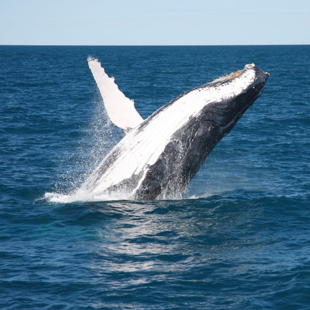 Broome Whale Watching