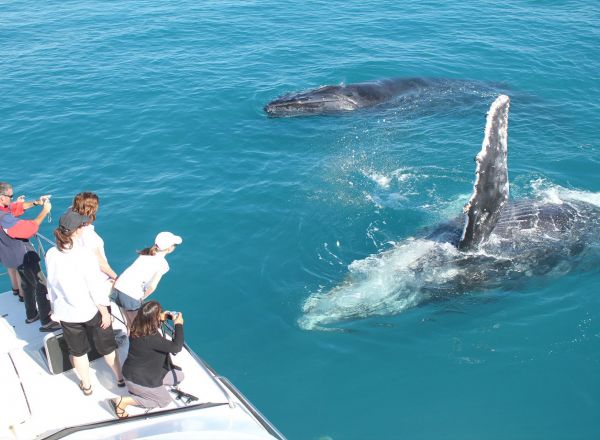 Whale Watching - Broome Visitor Centre