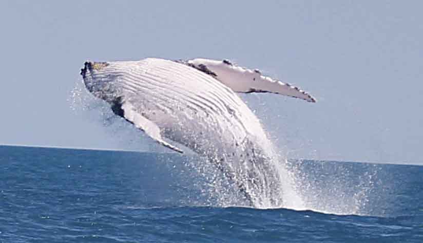 Broome Whale Watching