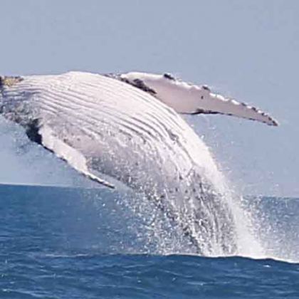 Whale Breaching Norm Stephens 2