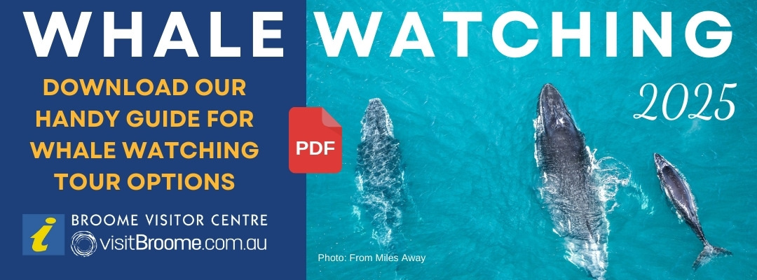 2025 Whale Watching Guide for Broome, Western Australia